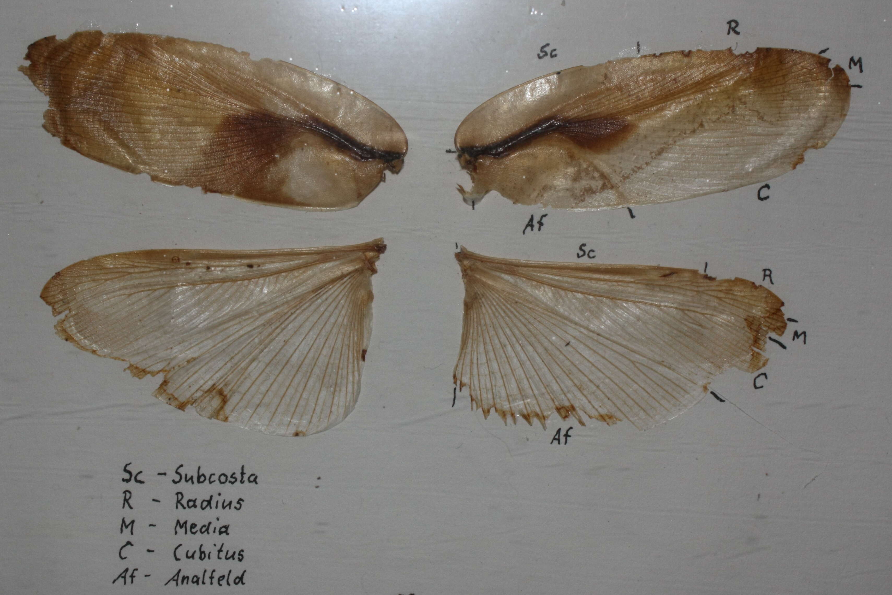 Image of Death's Head Cockroach