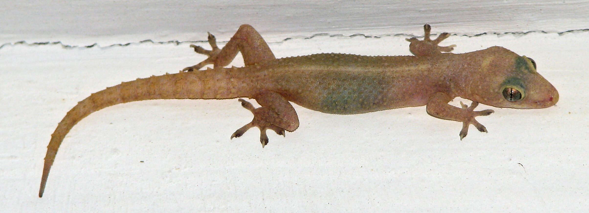 Image of Common House Gecko