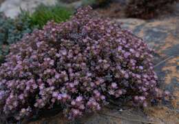 Imagem de Oscularia cedarbergensis (L. Bol.) H. E. K. Hartm.