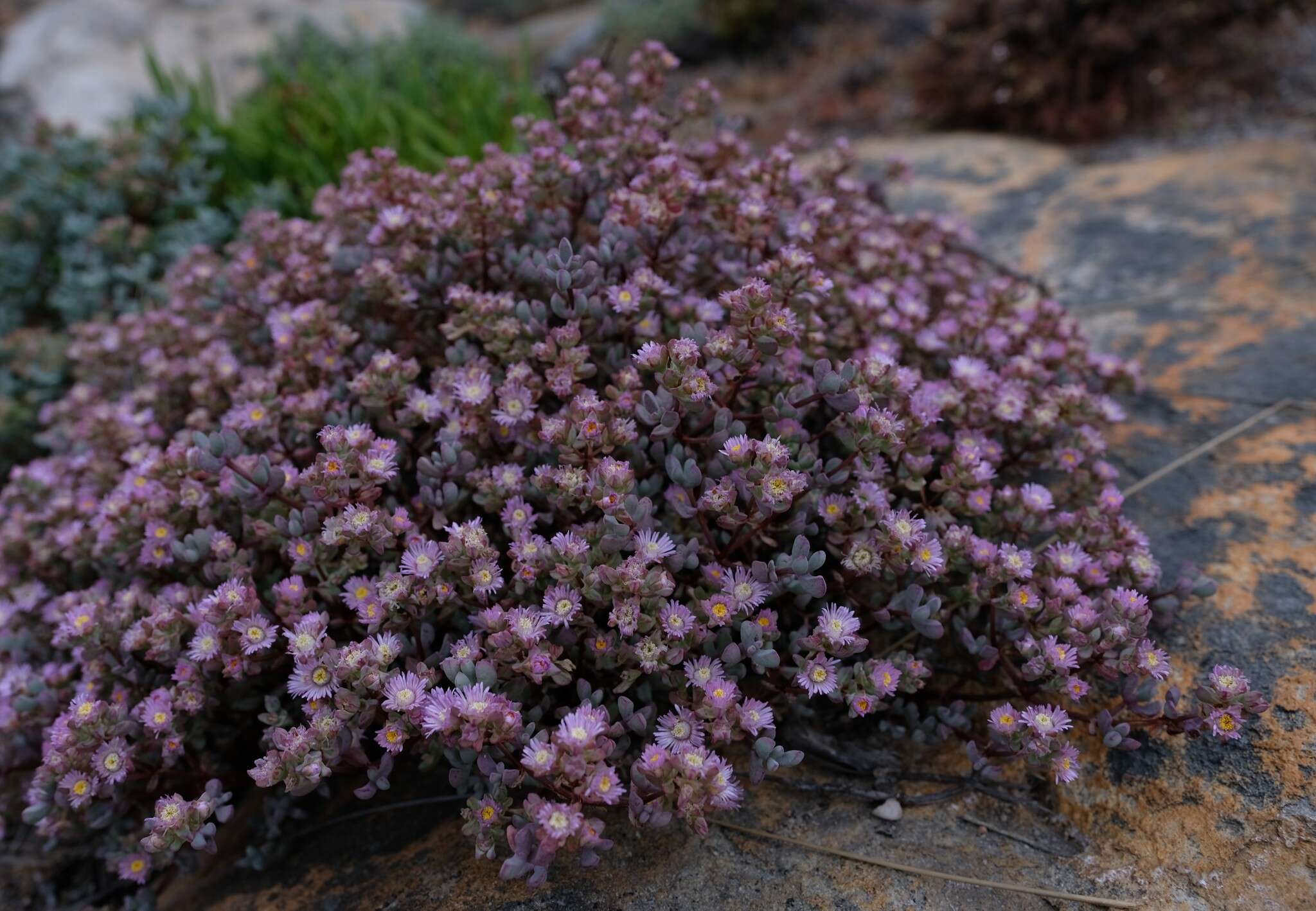 Imagem de Oscularia cedarbergensis (L. Bol.) H. E. K. Hartm.