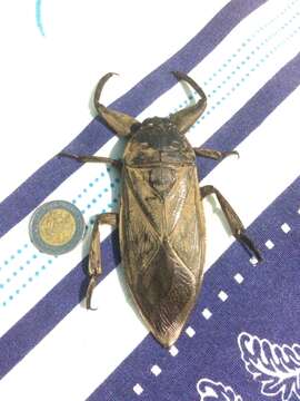 Image of Lethocerus truxali Menke 1959