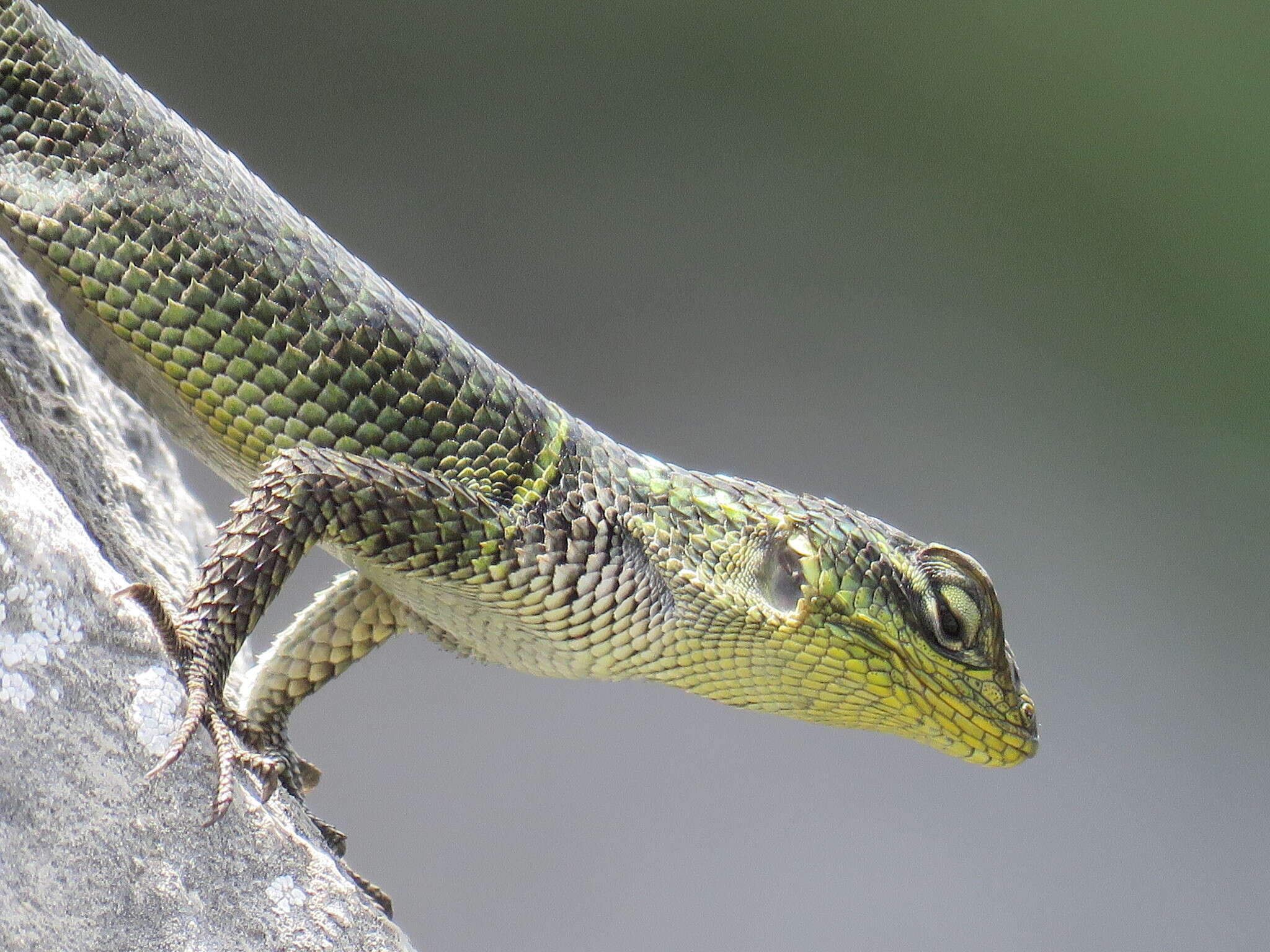 Image of Sceloporus oberon Smith & Brown 1941