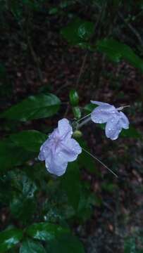 Image of Ruellia dissidens Benoist