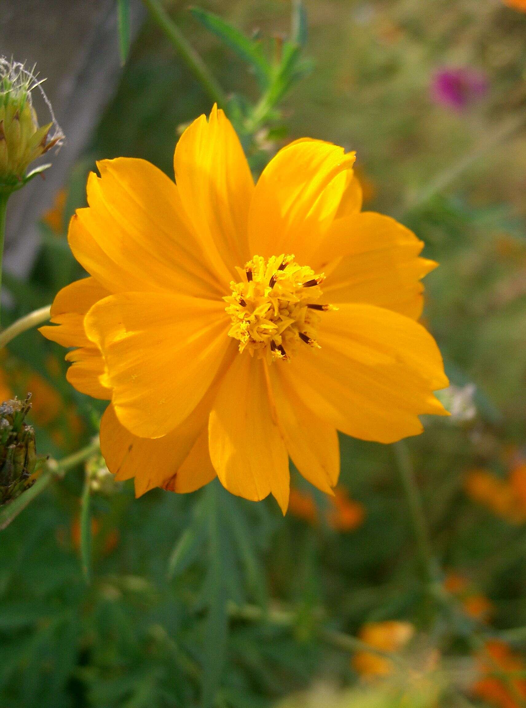 Image of sulphur cosmos