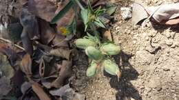 Image of Crotalaria hirta Willd.