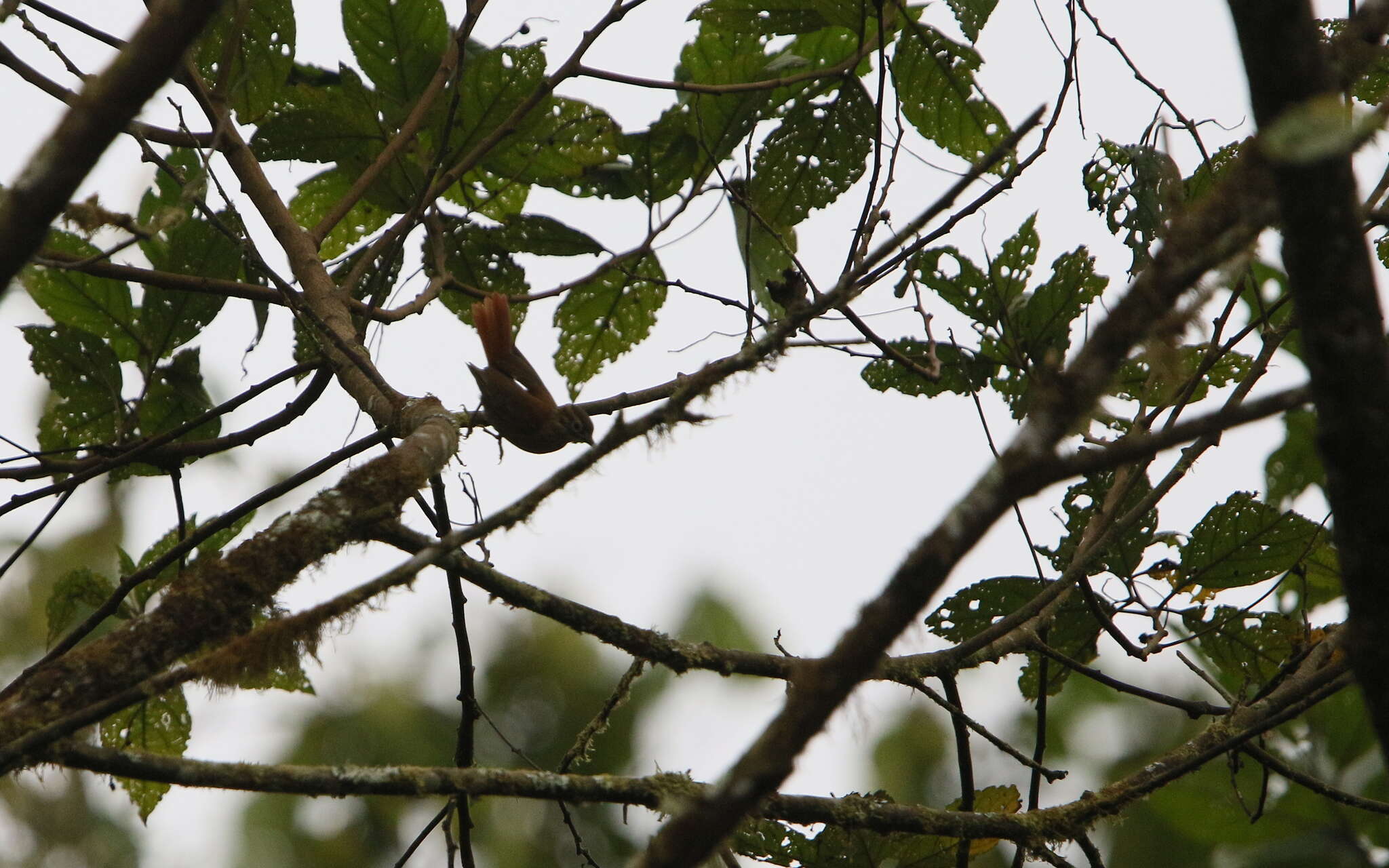 Image of Scaly-throated Foliage-gleaner