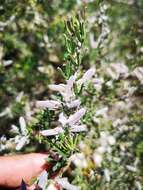 Imagem de <i>Indigofera <i>angustifolia</i></i> var. angustifolia