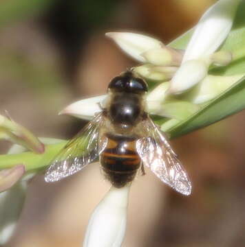 Image of drone fly