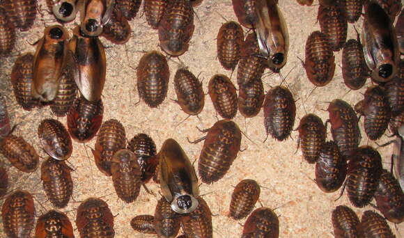 Image of Death's Head Cockroach