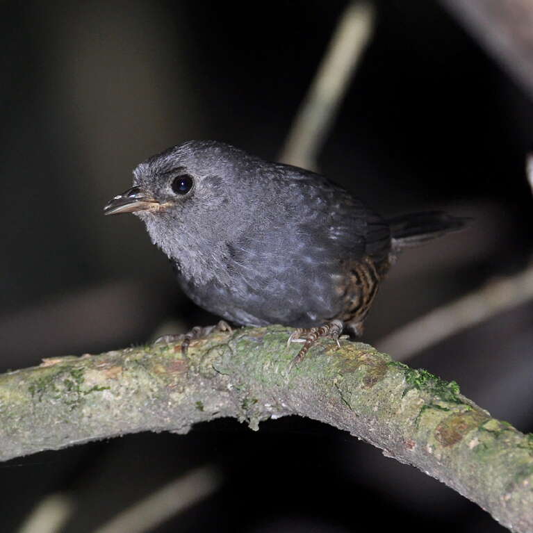 Image of Planalto Tapaculo