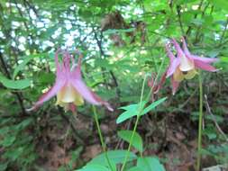 Image of Aquilegia buergeriana Sieb. & Zucc.