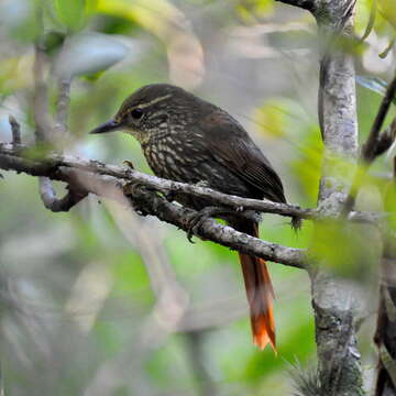 Image of Buff-browed Foliage-gleaner