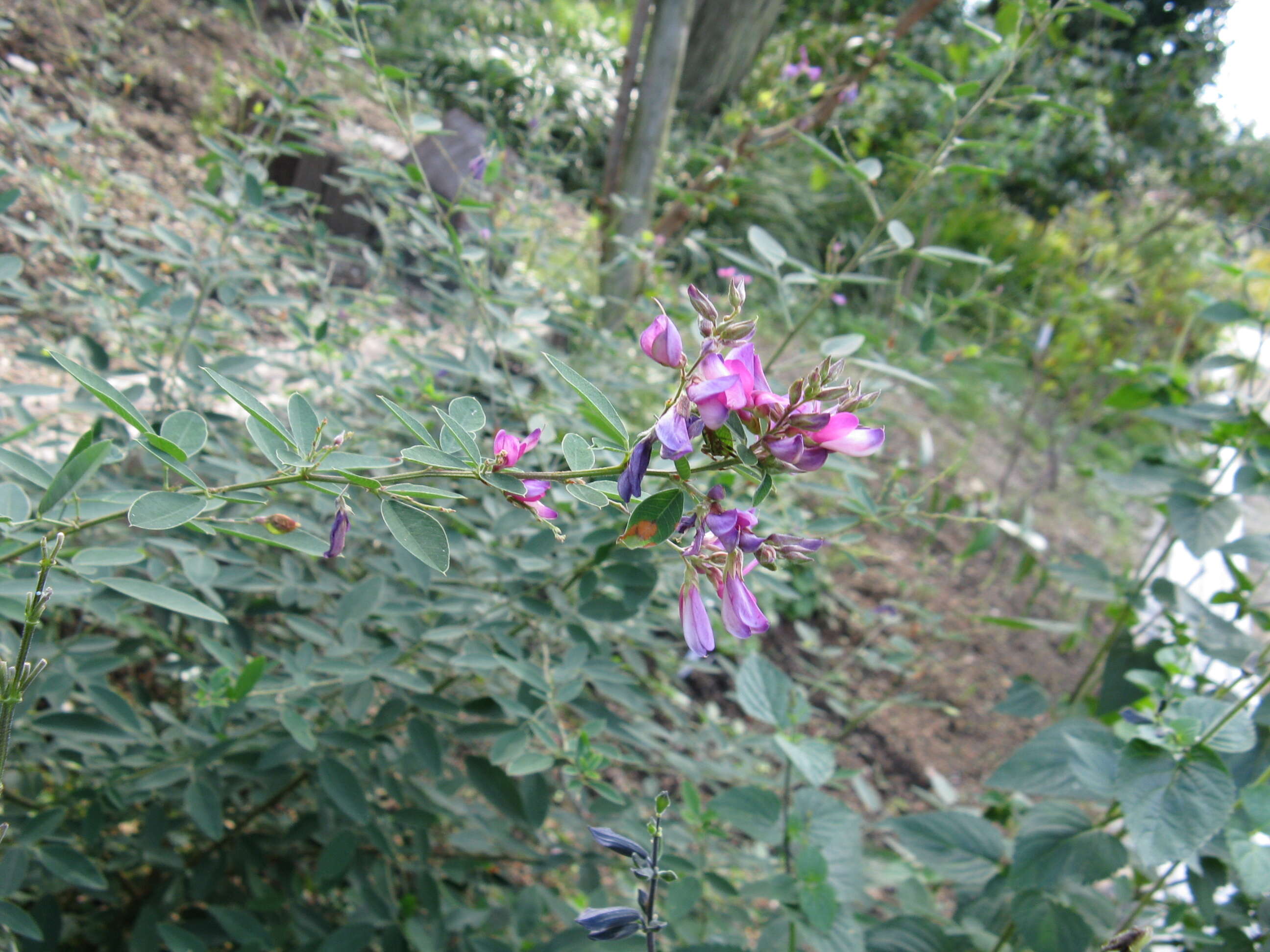 Слика од Lespedeza thunbergii (DC.) Nakai