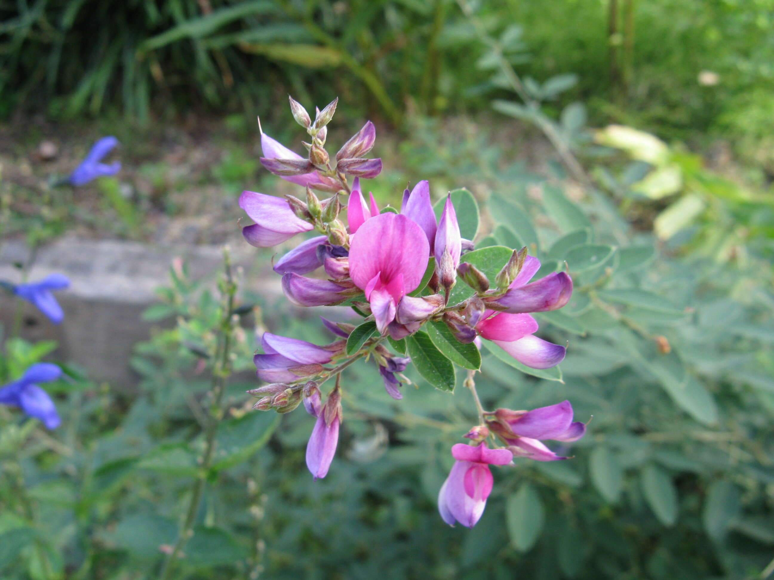 Sivun Lespedeza thunbergii (DC.) Nakai kuva