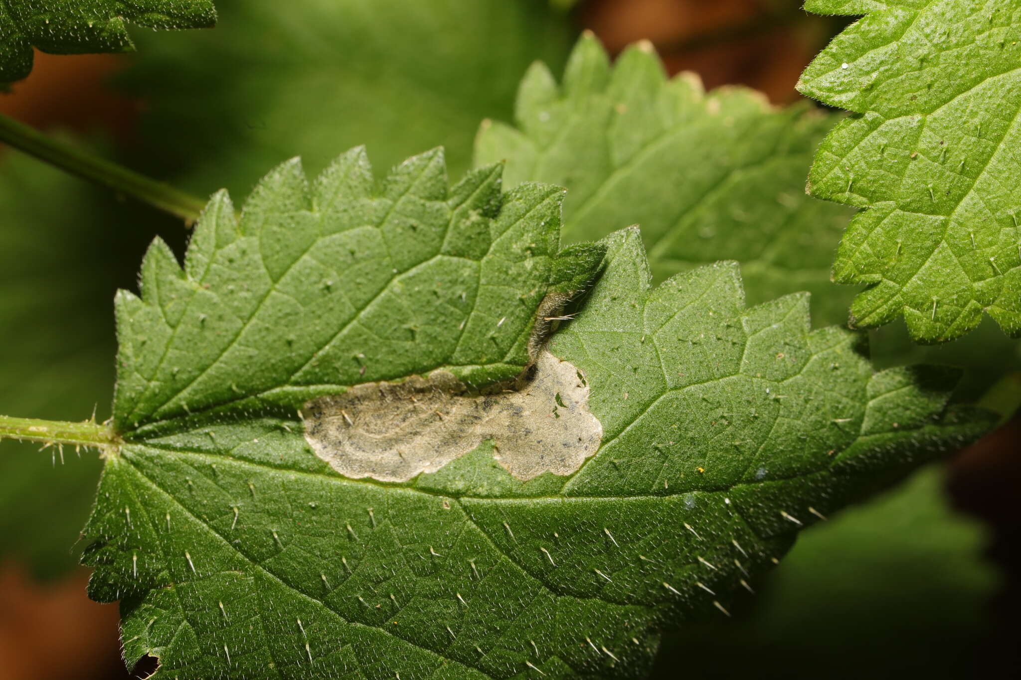 Image of Agromyza anthracina Meigen 1830