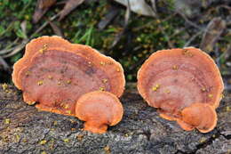 Image of Trametes coccinea (Fr.) Hai J. Li & S. H. He 2014