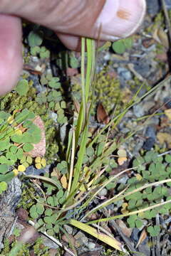 Image of Hesperantha bachmannii Baker