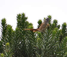 Image of Tit-spinetails