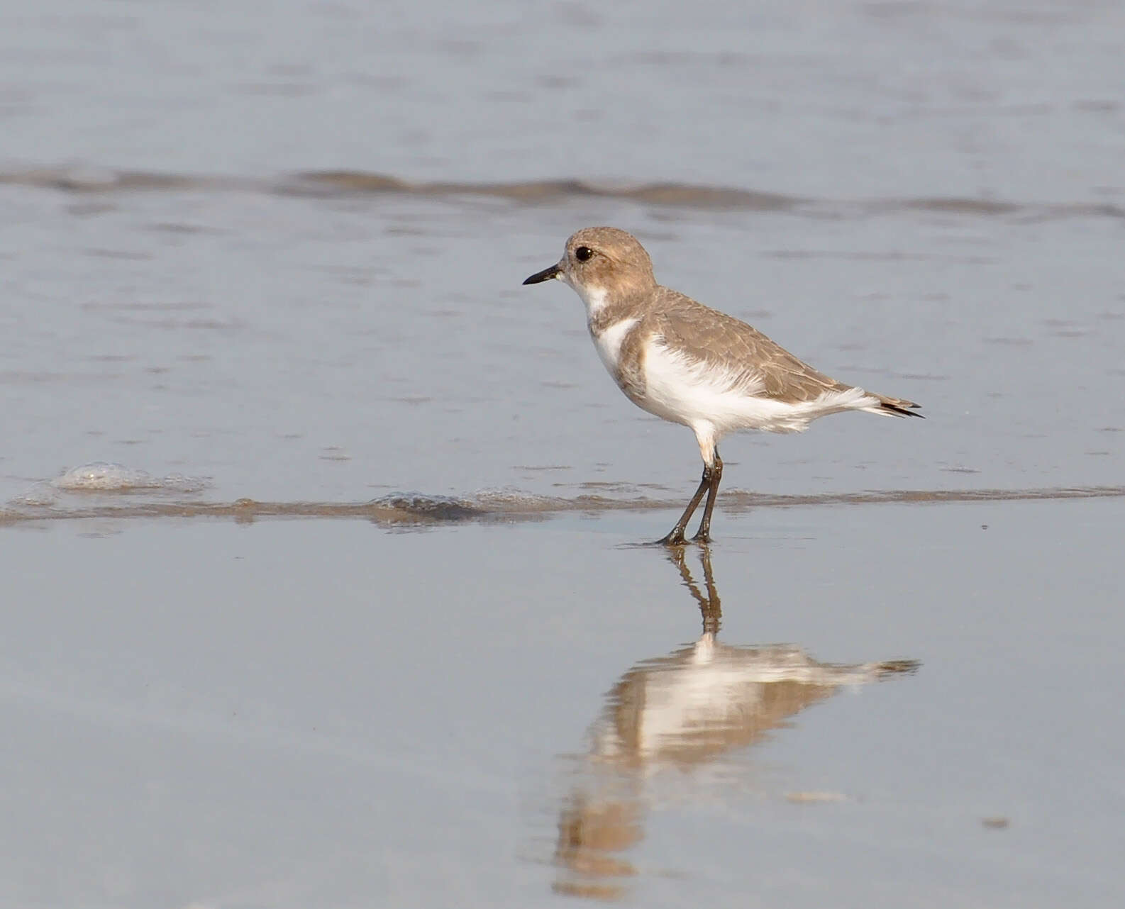 Слика од Charadrius falklandicus Latham 1790