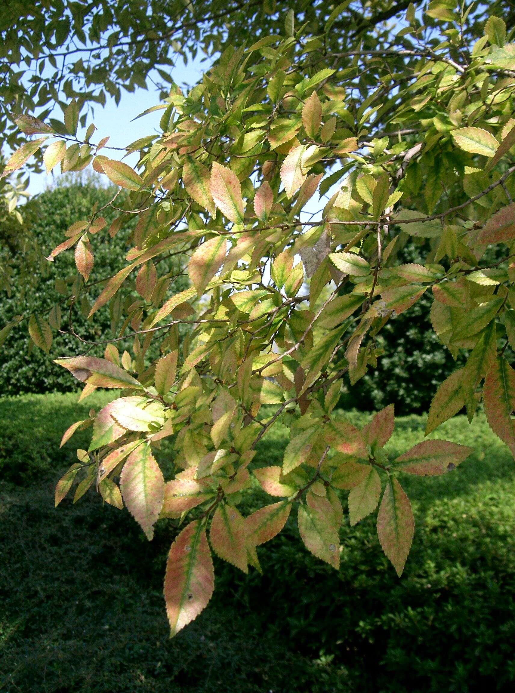 Image of Chinese elm