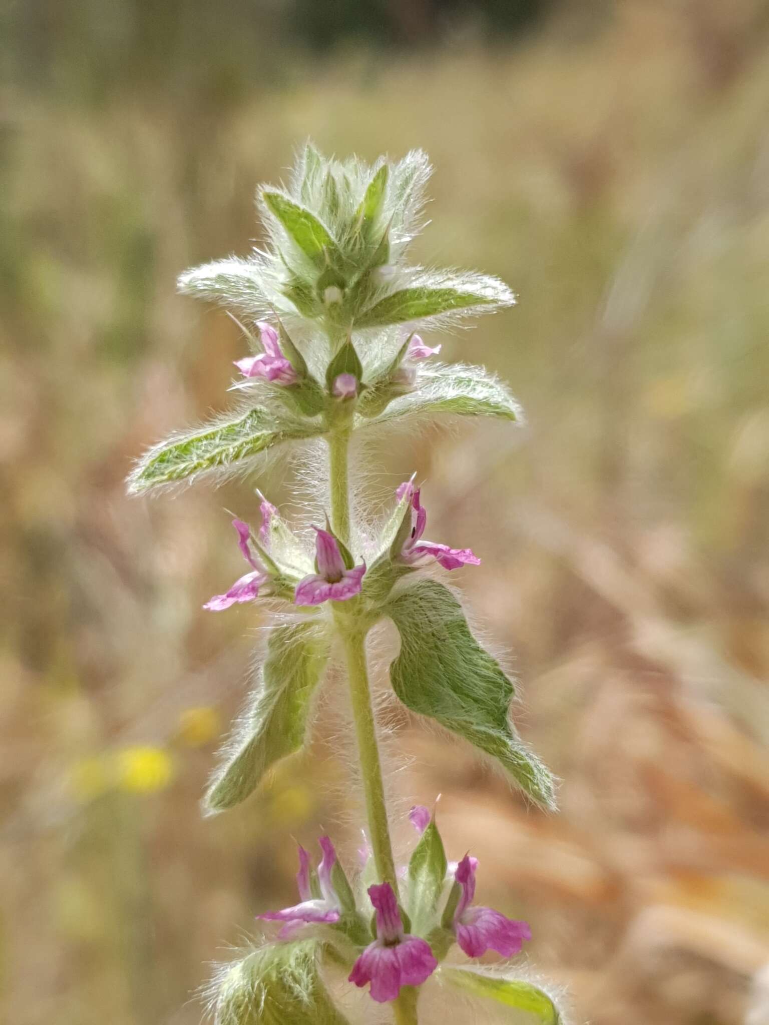 Image of Sideritis romana subsp. purpurea (Talbot ex Benth.) Heywood