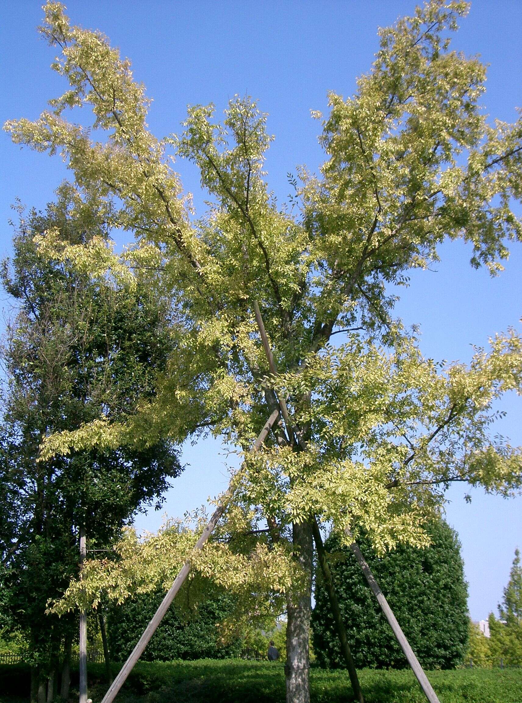 Image of Chinese elm