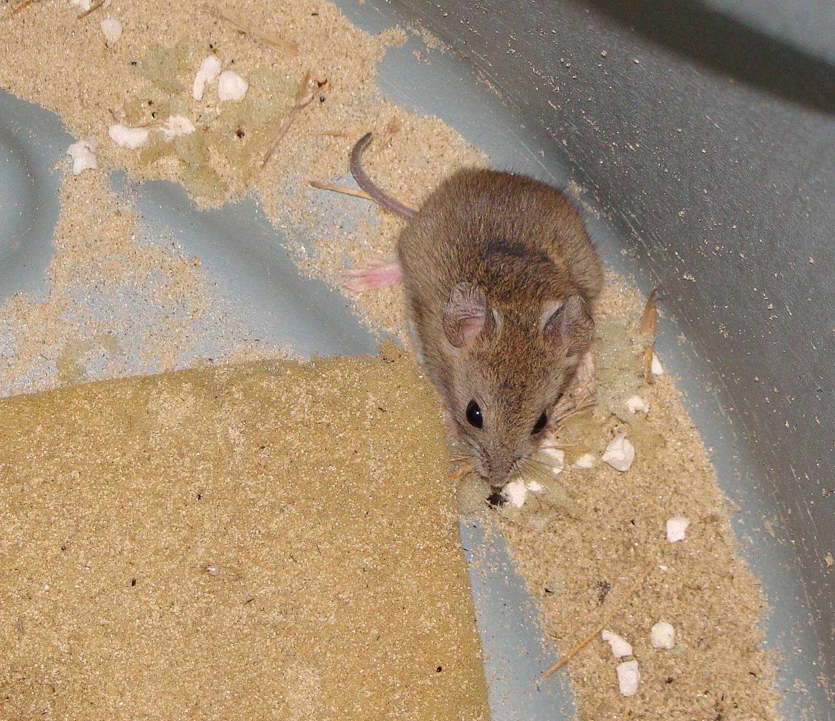 Image of Vesper mouse
