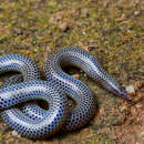 Image of Peters' Philippine Earth Snake