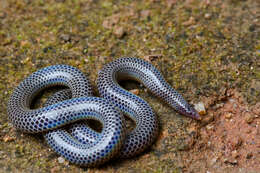 Image of Peters' Philippine Earth Snake