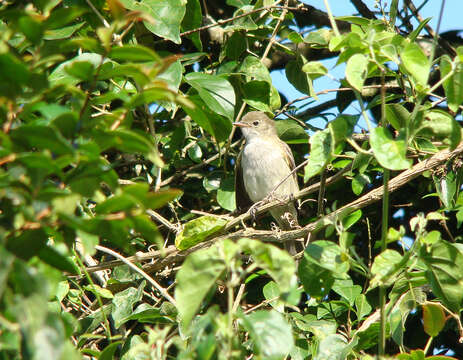 Image of Small-billed Elaenia