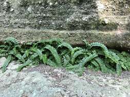 Image of Asplenium trichomanes subsp. pachyrachis (Christ) Lovis & Reichst.