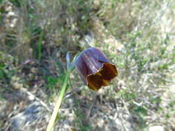 Image of Fritillaria mutabilis Kamari