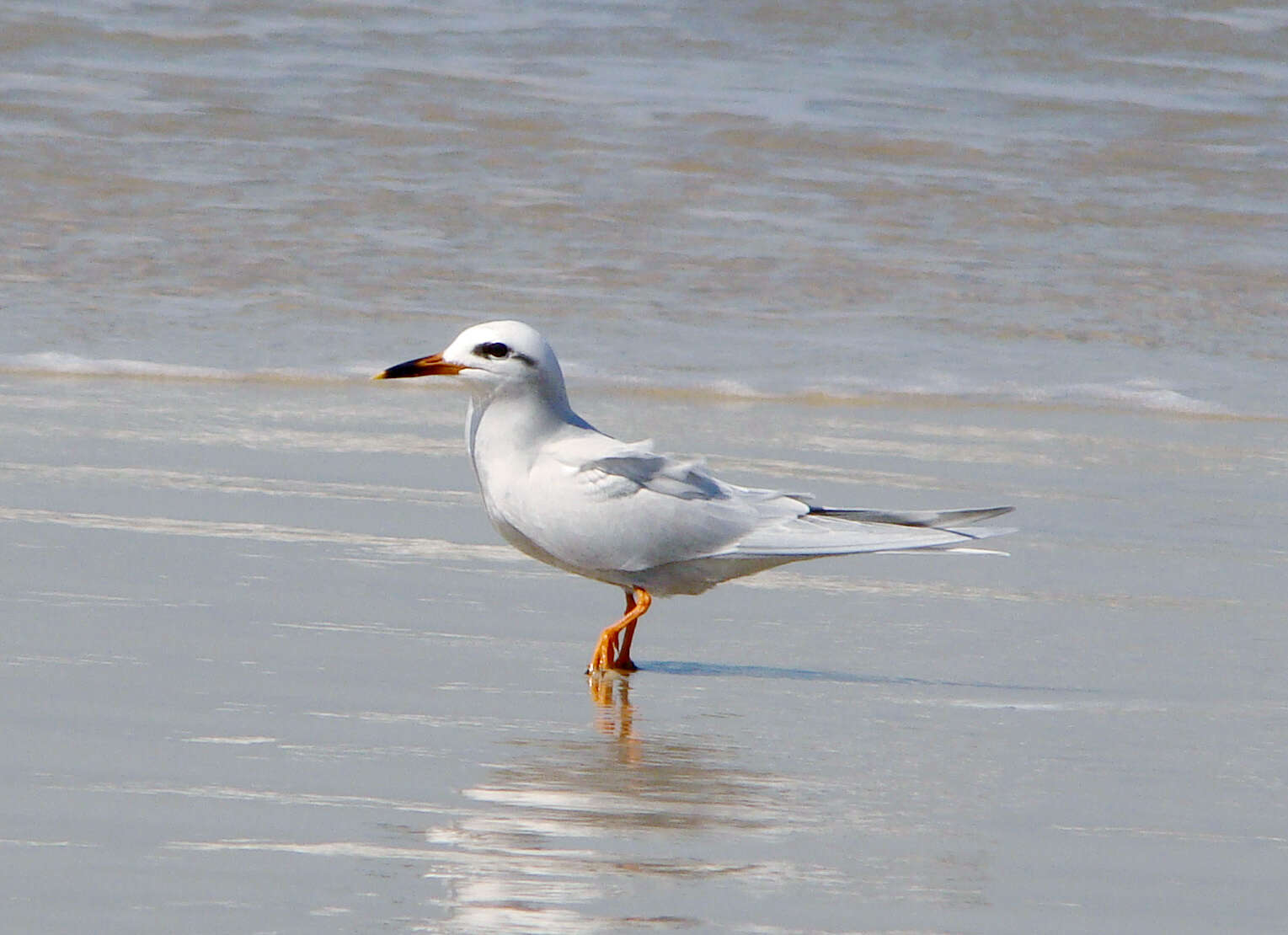 Image of Snowy-crowned Tern