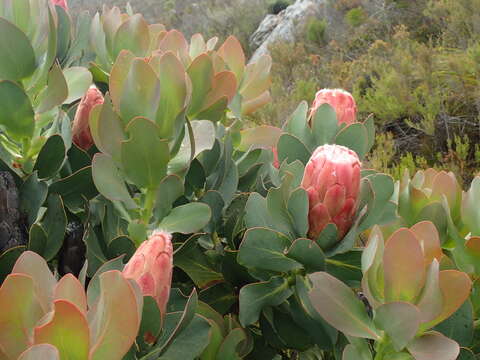 Plancia ëd Protea grandiceps Tratt.