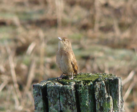 Image of Freckle-breasted Thornbird