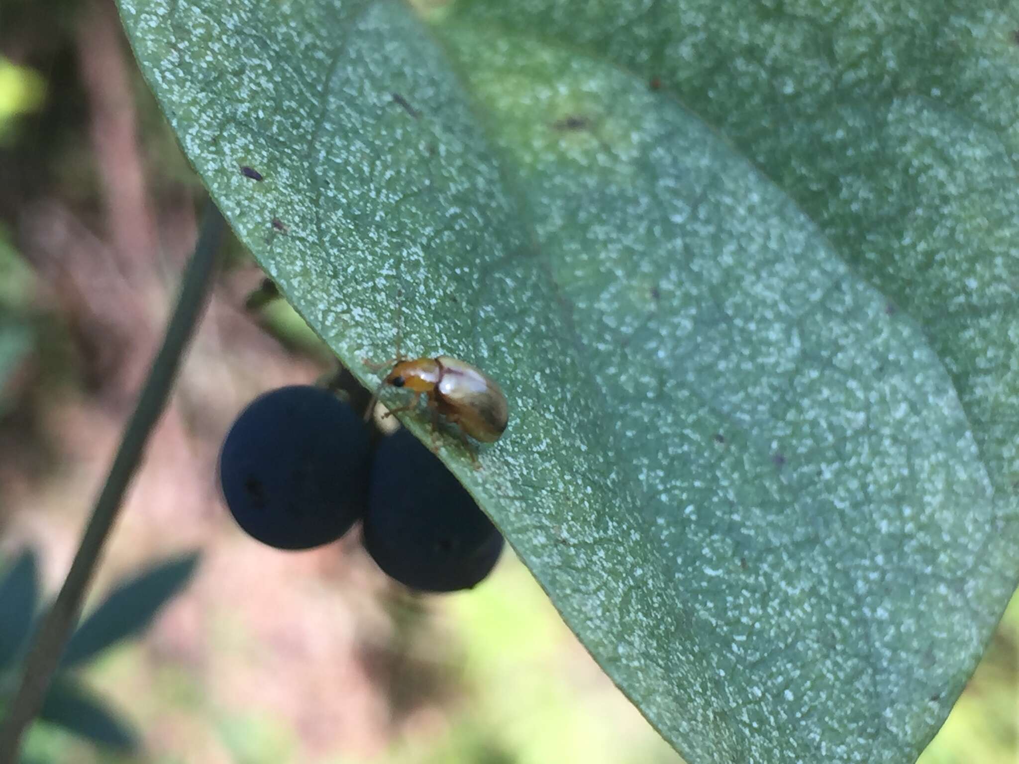 Plancia ëd <i>Monolepta shirozui</i>