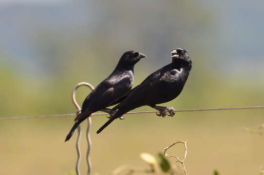 Image of Cowbird