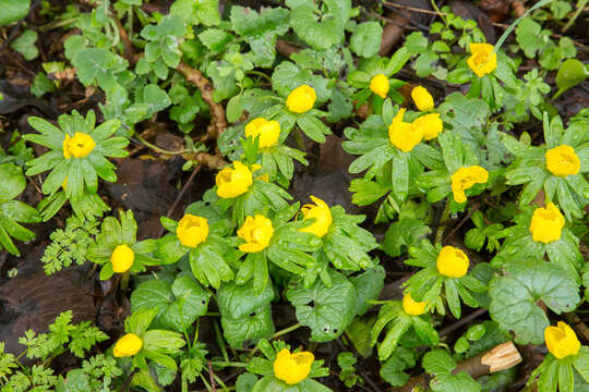 Image of eranthis