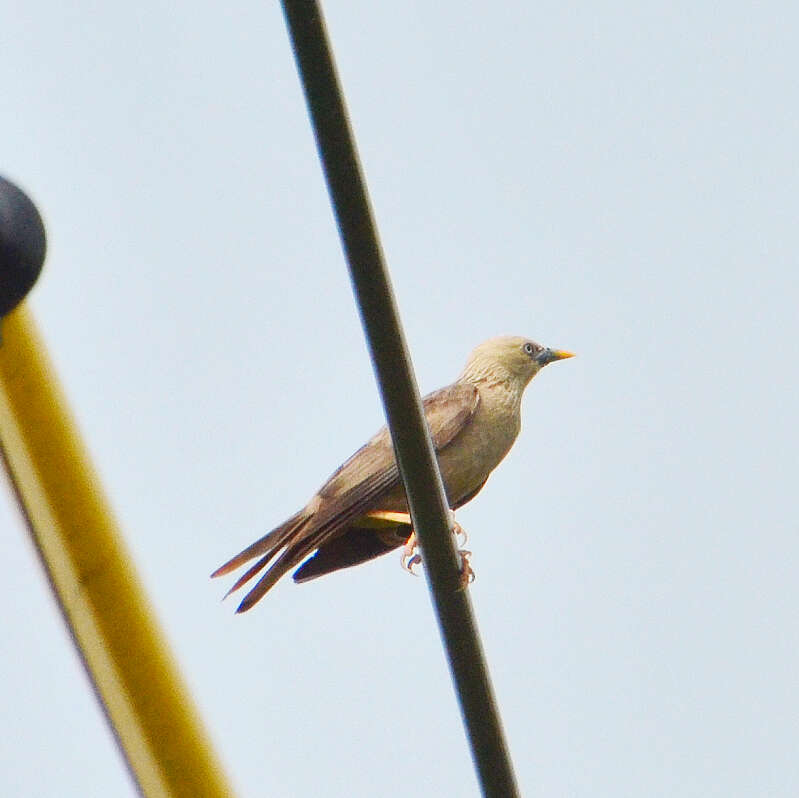 Image of Chestnut-tailed Starling