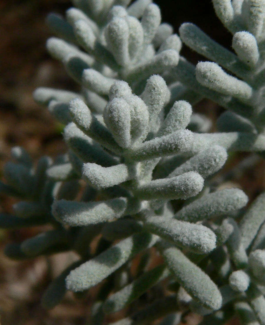 Plancia ëd Maireana sedifolia (F. Müll.) P. G. Wilson