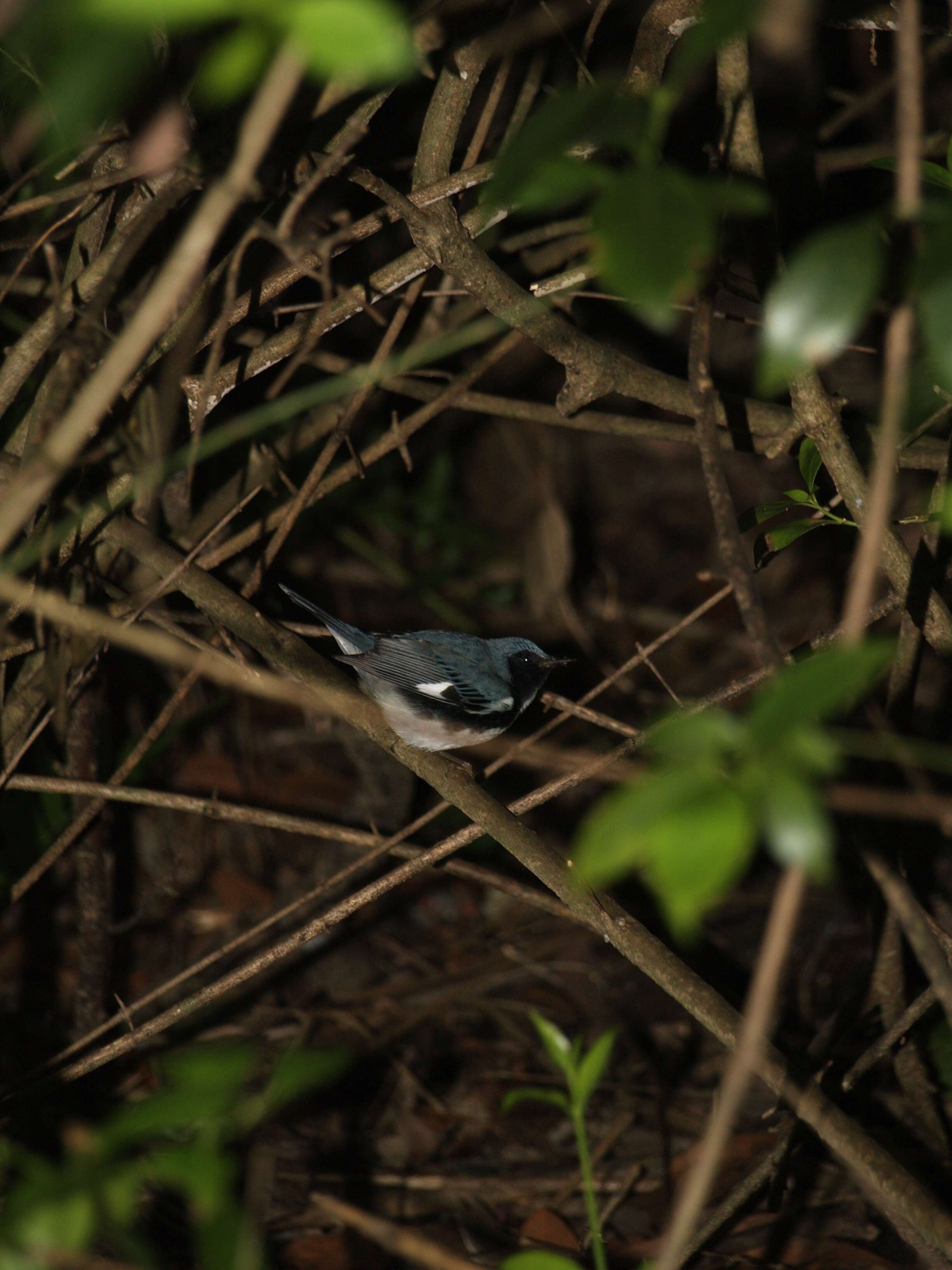 Imagem de Setophaga caerulescens (Gmelin & JF 1789)