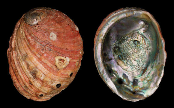 Image of red abalone