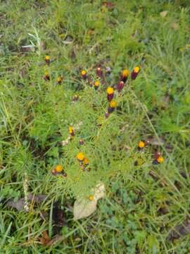 Imagem de Tagetes coronopifolia Willd.