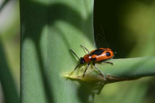 صورة <i>Crioceris quinquepunctata</i>