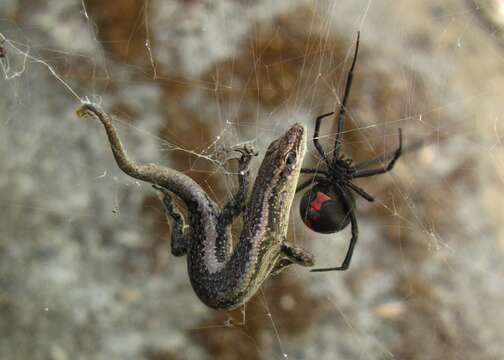 Image of Redback spider