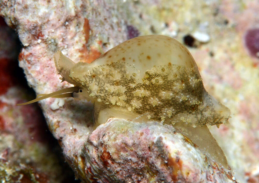 Image of chick-pea cowrie