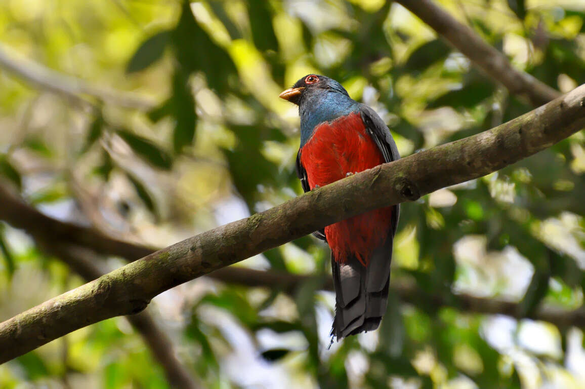 Image of Black-tailed Trogon