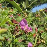 Image of Tephrosia grandiflora (Aiton) Pers.