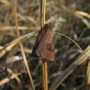 Image de Lignyoptera fumidaria