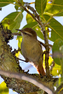 Image of Stripe-crowned Spinetail